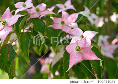 Tree: safflower, dogwood family 109811083