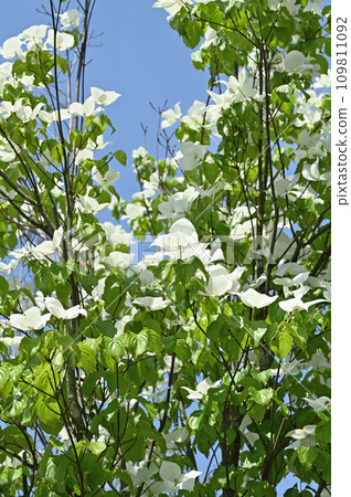 Tree: Yamabote Family Tree: Yamabote Family 109811092