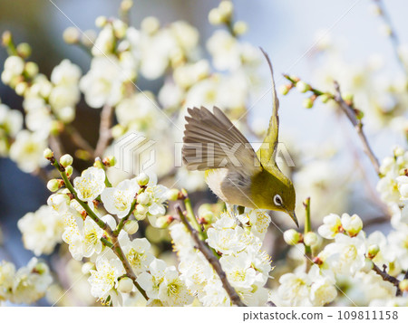 White-eye on white plum blossoms in early spring 109811158