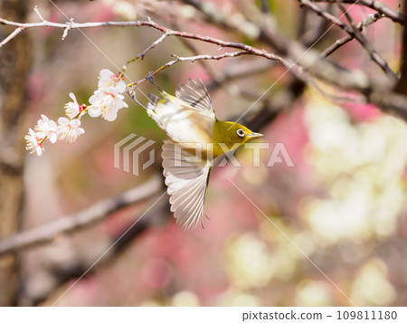 早春白梅花上的白眼病 早春白梅花上的白眼病 109811180