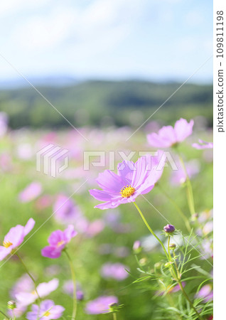 盛開的波斯菊(特殊攝影造成的柔和色調) 盛開的波斯菊(特殊攝影造成的柔和色調) 109811198