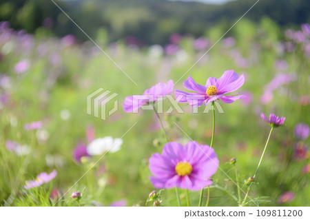 Cosmos in full bloom (soft tone due to special photography) Cosmos in full bloom (soft tone due to special photography) 109811200