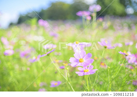 盛開的波斯菊（特殊攝影造成的柔和色調） 109811218