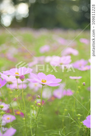 傍晚的波斯菊（特殊攝影造成的柔和色調） 109811228