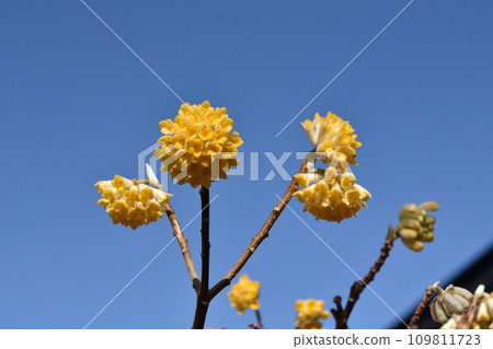 三俁花在藍天的襯托下閃閃發光 109811723