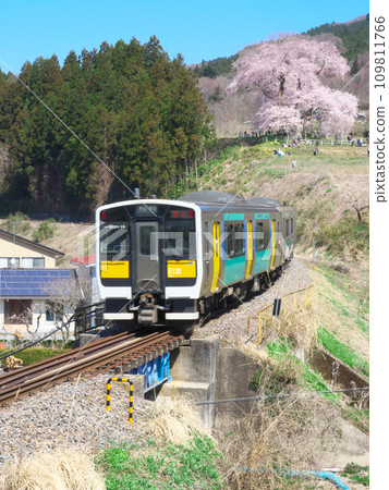 Single Cherry Blossoms - Suigun Line and Totsube Cherry Blossoms in Full Bloom Single Cherry Blossoms - Suigun Line and Totsube Cherry Blossoms in Full Bloom 109811766