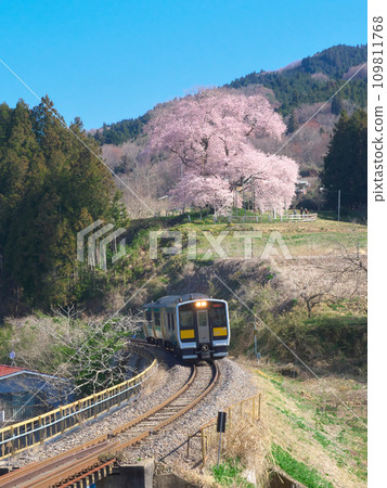 單株櫻花 - 水郡線和戶津部櫻花盛開 109811768
