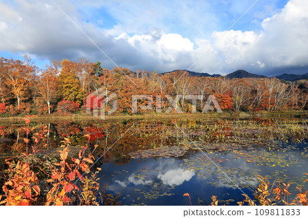 Autumn leaves of Shiga Kogen Autumn leaves of Shiga Kogen 109811833