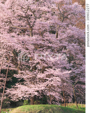 【2021年4月】朝霞染紅的秋山駒櫻 109812277