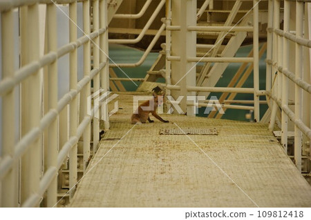 金山大壩取水塔的紅狐 109812418