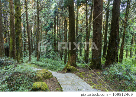 The trail through the green forest at Alishan Forest Recreation Area in Chiayi, Taiwan. 109812469