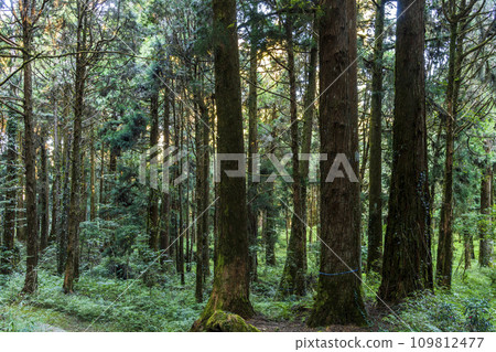 Beautiful green forest at the Alishan Forest Recreation Area in Chiayi, Taiwan. Beautiful green forest at the Alishan Forest Recreation Area in Chiayi, Taiwan. 109812477