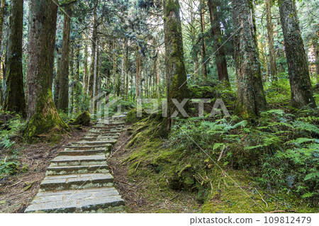 Stone pathway through the green forest at Alishan Forest Recreation Area in Chiayi, Taiwan. Stone pathway through the green forest Stone pathway through the green forest at Alishan Forest Recreation Area in Chiayi, Taiwan. Stone pathway through the green forest 109812479