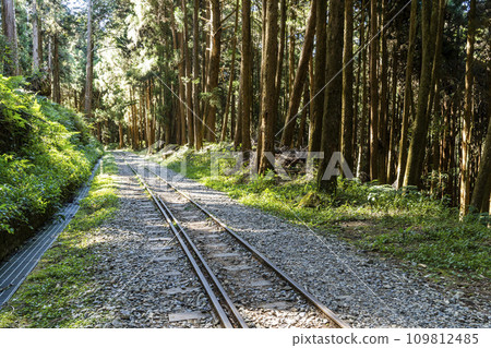 The old forest railway section of the Shuishan Trail at Alishan Forest Recreation Area in Chiayi, Taiwan. Now obsolete and unable to operate. 109812485