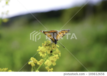A sagebrush sucking nectar from rape blossoms A sagebrush sucking nectar from rape blossoms 109812656
