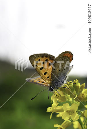 A sagebrush sucking nectar from rape blossoms A sagebrush sucking nectar from rape blossoms 109812657