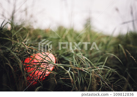 Single disc lost in the weeds during a round of golf. Single disc lost in the weeds during a round of golf. 109812836