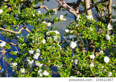 Expo Commemorative Park Japanese Garden Sasanqua Expo Commemorative Park Japanese Garden Sasanqua 109812867