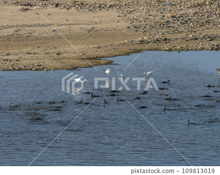 Flocks of river cormorants and egrets preying on fish Flocks of river cormorants and egrets preying on fish 109813019