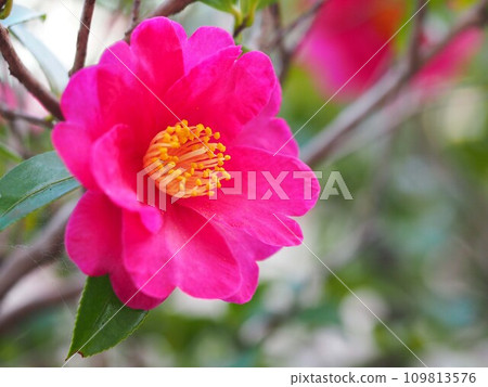Close-up of a single red camellia Close-up of a single red camellia 109813576