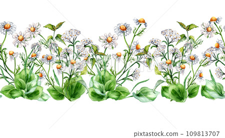Seamless border of meadow medicinal flower, herb plants watercolor illustration isolated on white. Daisy, chamomile, nettle, achillea yarrow board hand drawn. Design for label, package, print Seamless border of meadow medicinal flower, herb plants watercolor illustration isolated on white. Daisy, chamomile, nettle, achillea yarrow board hand drawn. Design for label, package, print 109813707
