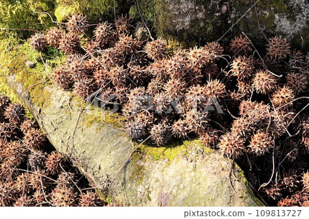 Maple bafu fruit rolling on the ground Maple bafu fruit rolling on the ground 109813727
