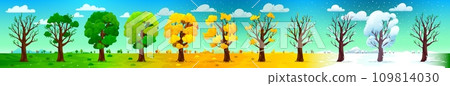 Four season trees landscape. Nature season change concept, calendar vector background with summer trees green crown, yellow leaves in autumn, winter snowy weather and naked branches at springtime 109814030