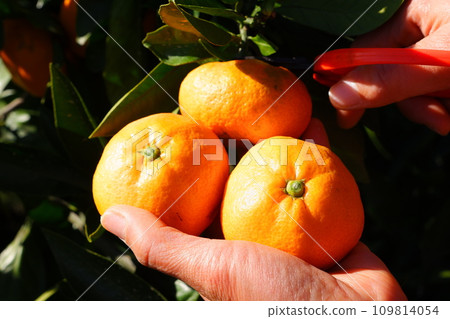Mandarin orange picking scenery 109814054