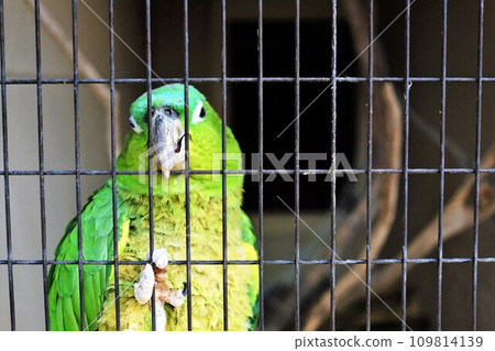 動物園裡的長尾小鸚鵡緊貼著鐵絲網 動物園裡的長尾小鸚鵡緊貼著鐵絲網 109814139