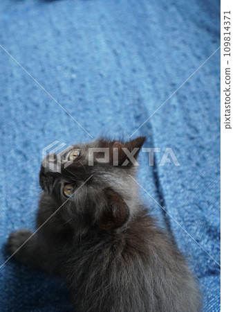 Concentrated black kitten Concentrated black kitten 109814371
