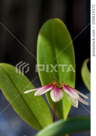 Bulbophilum lepidum flower Bulbophilum lepidum flower 109814372