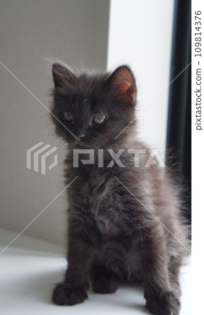 black kitten listening to a story 109814376