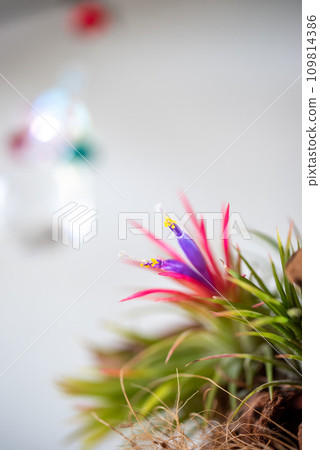 空氣植物花 109814386