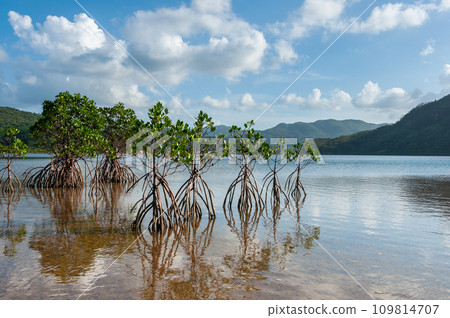 Mangrove trees reflecting in the shallow waters  109814707