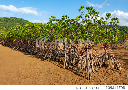 Lush green mangroves 109814708