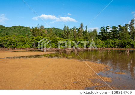 Mangrove forest, dry sands 109814709