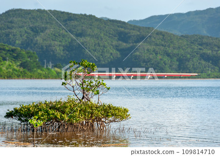 Mangrove trees, mountains and a red bridge in the background 109814710