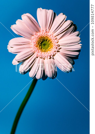 Gerbera that shines in blue 109814777