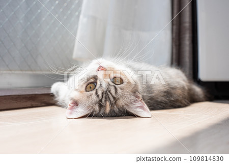 Kitten basking in the sun Kitten basking in the sun 109814830