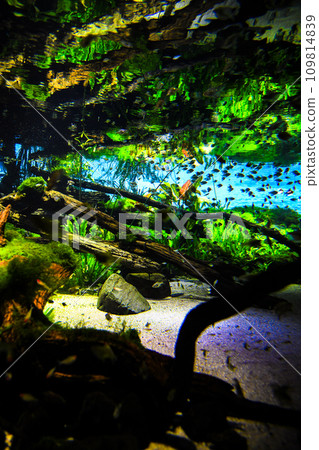 水生植物和熱帶魚 水生植物和熱帶魚 109814839