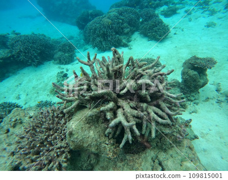 environmental conservation dead coral 109815001