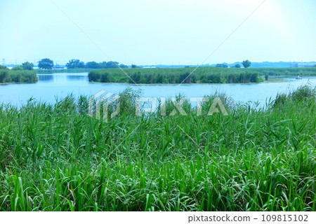 A corner of the west lake (inner lake of Lake Biwa) A corner of the west lake (inner lake of Lake Biwa) 109815102