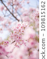 櫻桃樹 109815162