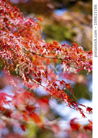 秋葉落 109815166