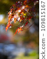 秋葉落 109815167