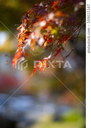 秋葉落 109815167