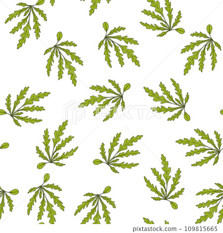 Seamless pattern with arugula, or rocket eruca sativa Seamless pattern with arugula, or rocket eruca sativa 109815665