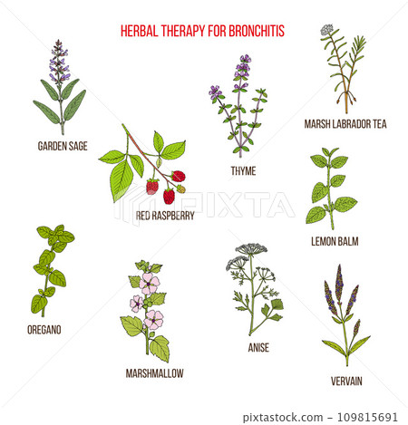 Herbal therapy for bronchitis 109815691