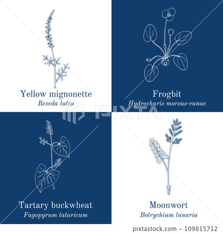 Set of four hand drawn eatable and medicinal plants Set of four hand drawn eatable and medicinal plants 109815712