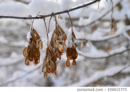 Winter nature colorful background. Snowy twig on a tree. 109815775